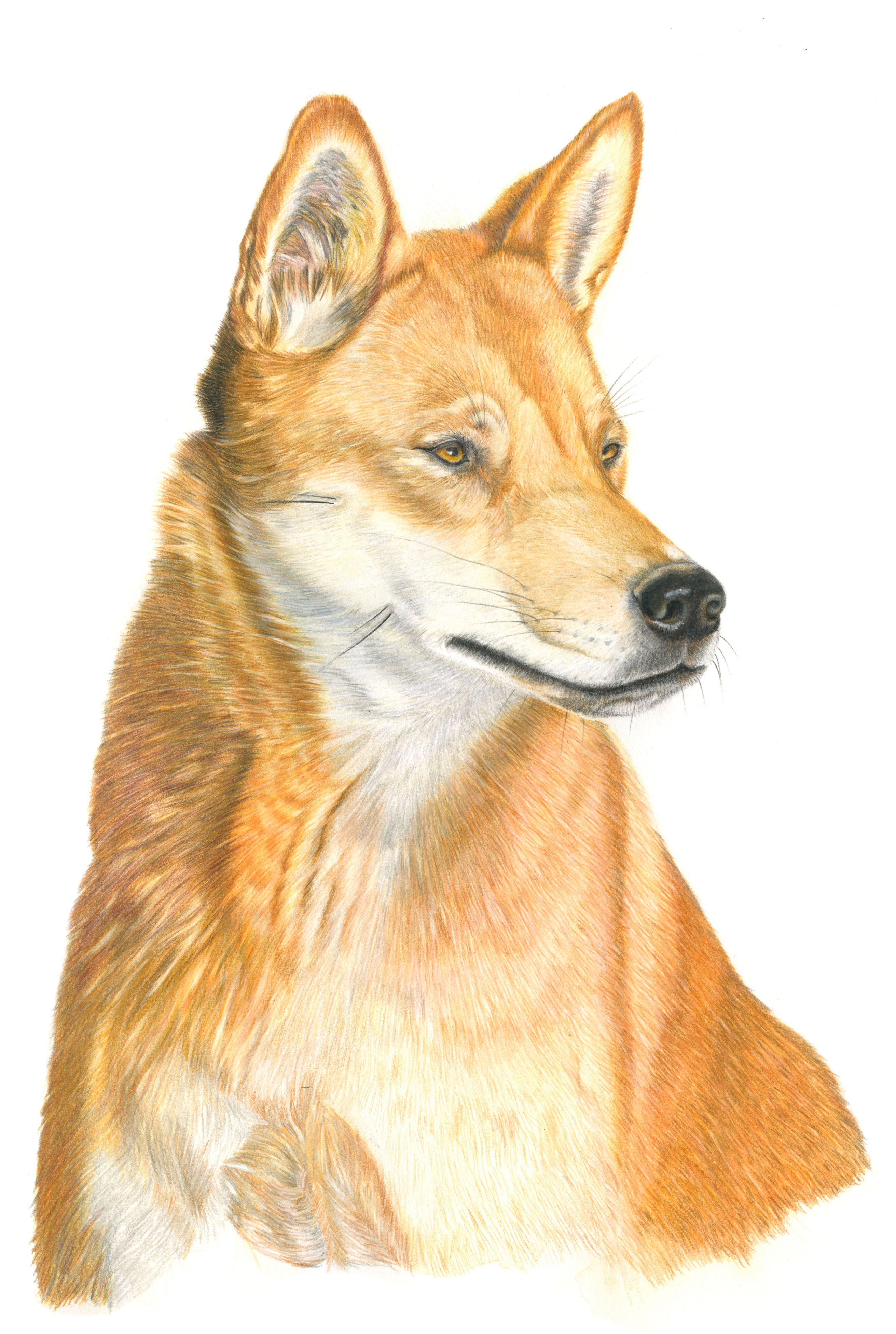 Dingo from Alison Dickin Botanical and Wildlife Artist